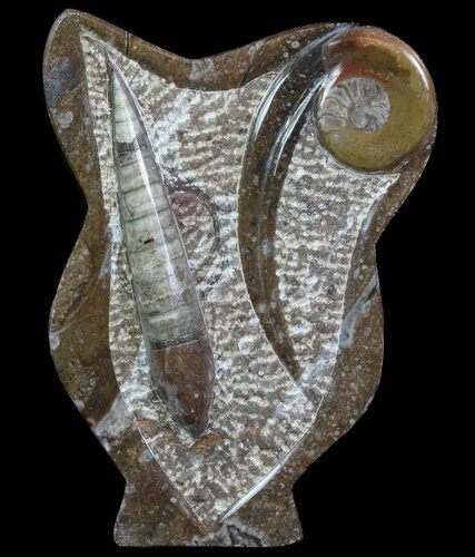 Fossil Goniatite & Orthoceras Sculpture - #70747